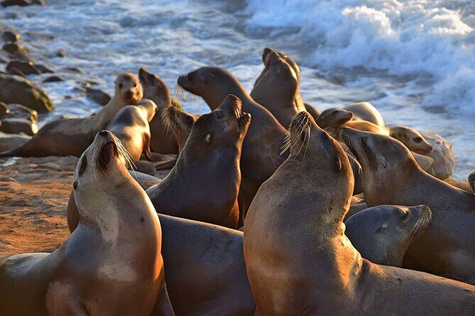 1.5 Hour Walking Tour from La Jolla in San Diego - Start at 7905 Prospect Pl, finish near an art gallery
