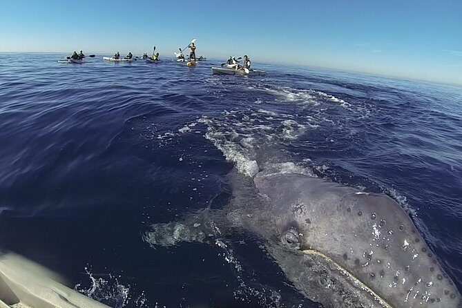 2 Hour Whale Watching Kayak Tour for Two - Key takeaways before you paddle