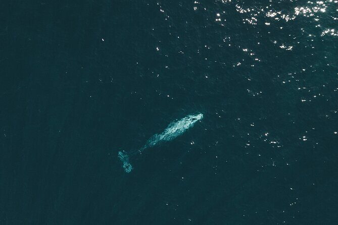 2 Hour Whale Watching Kayak Tour for Two - La Jolla gray whales, but from your own kayak