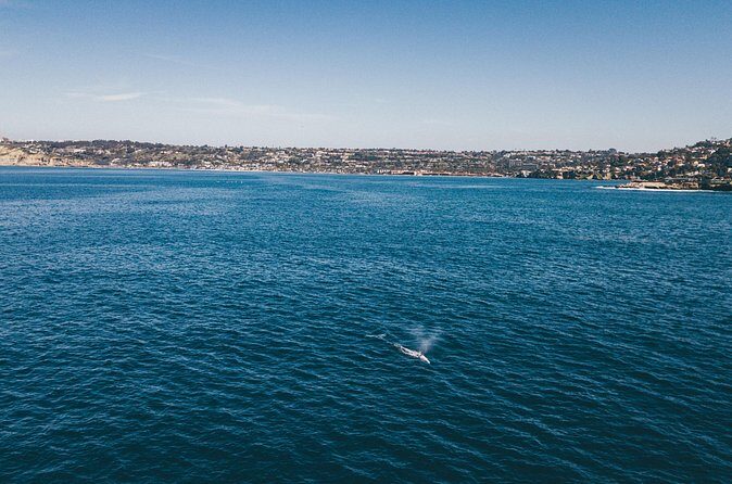 2 Hour Whale Watching Kayak Tour for Two - What you’re likely to see besides gray whales
