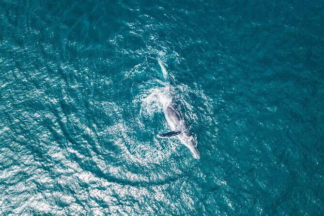 2 Hour Whale Watching Kayak Tour for Two - Should you book Everyday California’s 2-hour whale kayak tour?