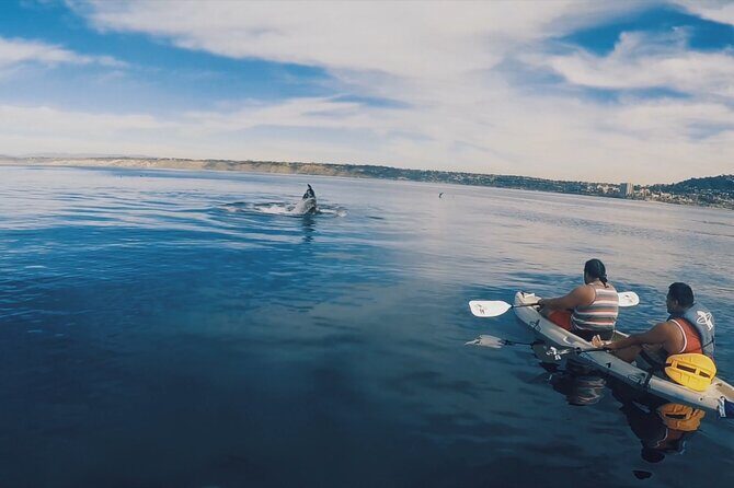 2 Hour Whale Watching Kayak Tour for Two - Check-in at 2261 Avenida De La Playa: what happens before you launch