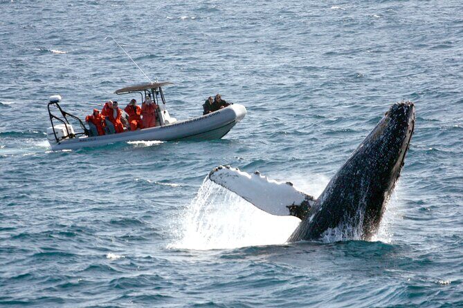 3-Hour Guided Whale and Dolphin Watching Experience in San Diego - A 6-Person Zodiac Makes This Whale Watch Feel Personal