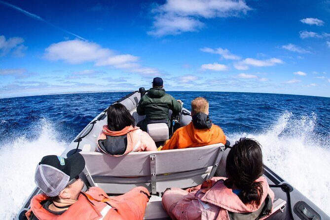 3-Hour Guided Whale and Dolphin Watching Experience in San Diego - What You’ll Do During the 2.5–3 Hour Ocean Safari