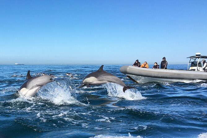 3-Hour Guided Whale and Dolphin Watching Experience in San Diego - Dress for Cold Wind, Not Just Temperature