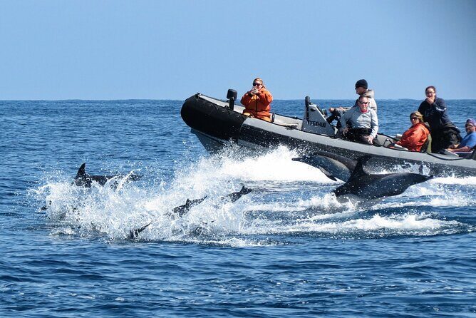 3-Hour Guided Whale and Dolphin Watching Experience in San Diego - Price and Value: Why $149 Makes Sense Here