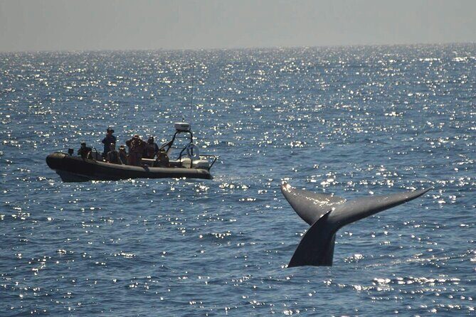3-Hour Guided Whale and Dolphin Watching Experience in San Diego - Meeting at Harbor Island: Easy Start, Clear Mission
