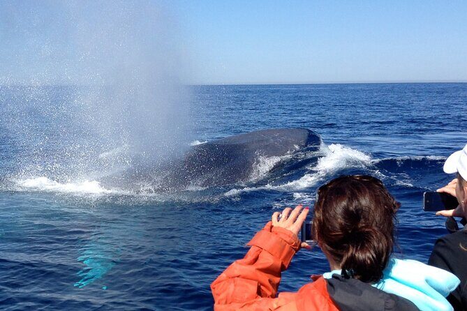 3-Hour Guided Whale and Dolphin Watching Experience in San Diego - Who Should Book This (And Who Might Prefer a Big Boat)