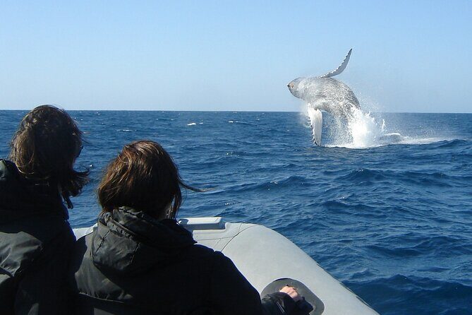 3-Hour Guided Whale and Dolphin Watching Experience in San Diego - FAQ