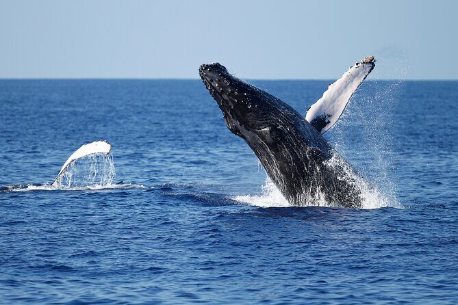 3-Hour Guided Whale and Dolphin Watching Experience in San Diego - Wildlife Chances: Whales, Dolphins, Sea Lions (and Rare Finds)