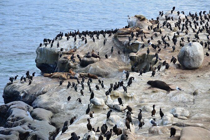 A Seaside Stroll: La Jolla's Hidden Treasures Self-Guided Tour - Who this tour suits best