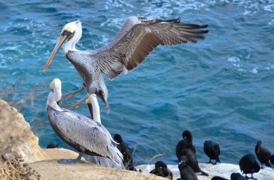 A Seaside Stroll: La Jolla's Hidden Treasures Walking Tour - Children’s Pool and the Village: From Shoreline to Art