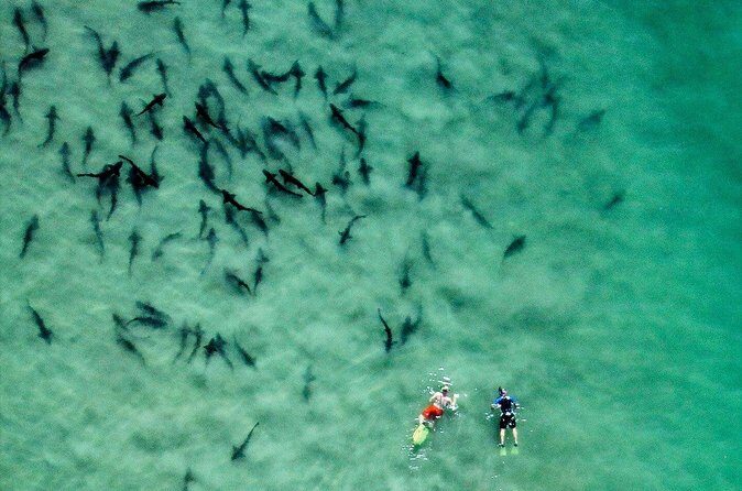 All Day Snorkel Package with Wetsuit Rental - Getting in the water: timing, waves, and how long you’ll last