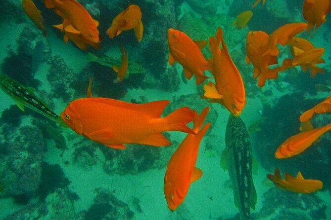 All Day Snorkel Package with Wetsuit Rental - Gear and wetsuit rental: comfort beats “good enough”