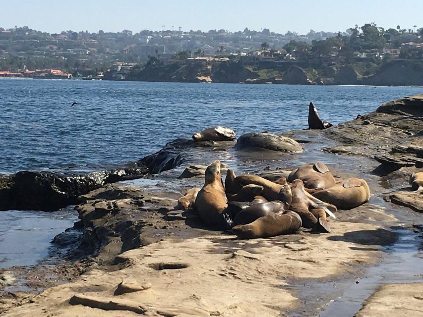 Cali Dreaming Electric Bike Tour of La Jolla & Pacific Beach - Bird Rock: Rocky Shore Views and Tidepool Timing (When It Lines Up)