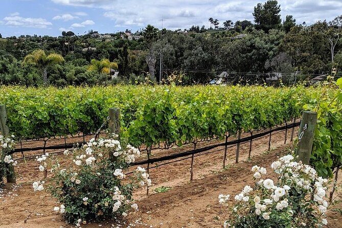 Chauffeured Adventure to Local San Diego Vineyards - Food, Chocolate, and Dinner: Why This Tour Feels Like a Day Out