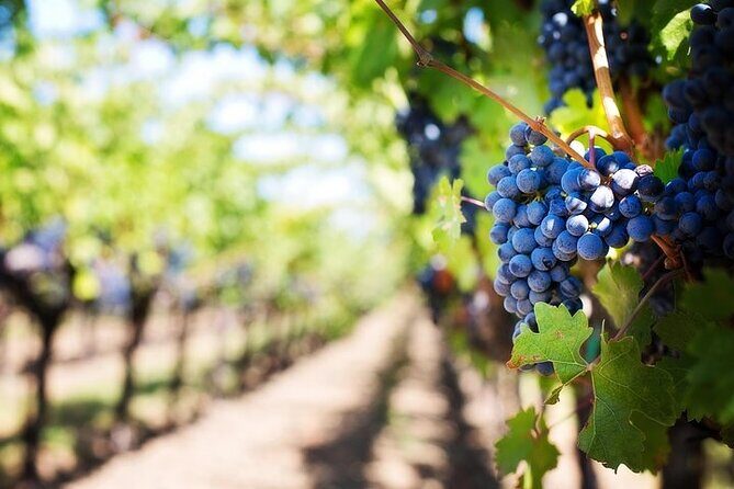 Chauffeured Adventure to Local San Diego Vineyards - Who This Tour Fits Best