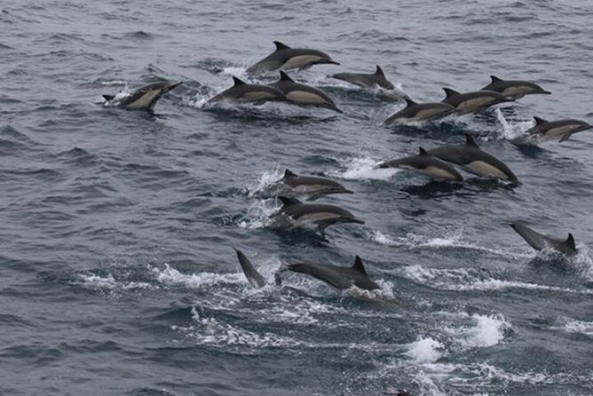 City Cruises San Diego: Whale and Dolphin Watching Adventure - Key points you’ll care about