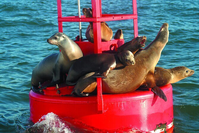 City Cruises San Diego: Whale and Dolphin Watching Adventure - Launching from San Diego’s harbor: Navy Pier vibes and real viewing time
