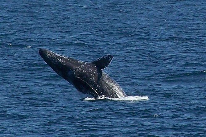 City Cruises San Diego: Whale and Dolphin Watching Adventure - Animals beyond whales: dolphins and sea life tend to show up more often