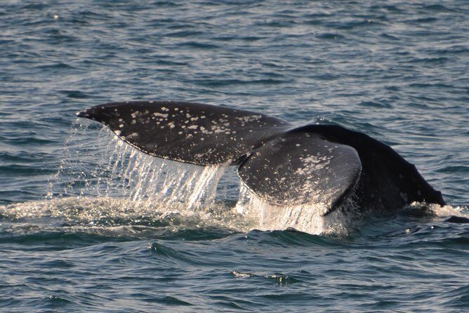 City Cruises San Diego: Whale and Dolphin Watching Adventure - The whale-check guarantee: how they handle the one thing you cannot control