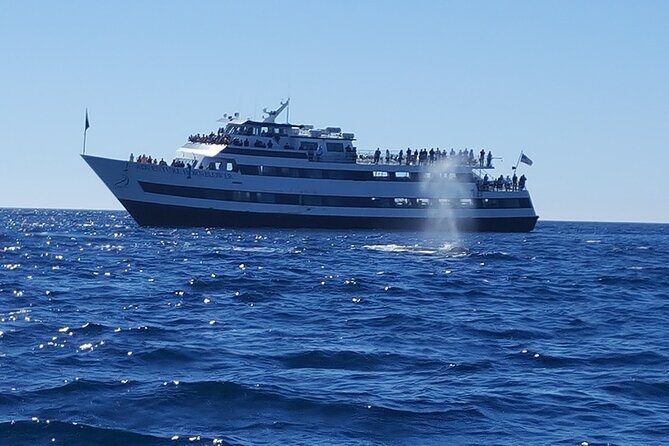 City Cruises San Diego: Whale and Dolphin Watching Adventure - Price and value: is $56.92 a smart use of your time?