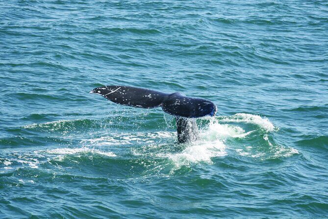 City Cruises San Diego: Whale and Dolphin Watching Adventure - What you’re hunting for: the gray whale migration (and why the timing works)