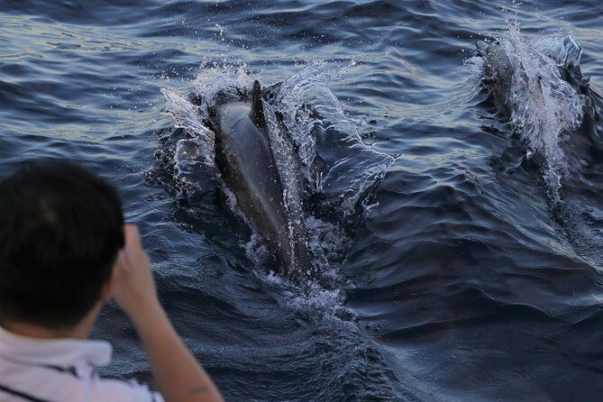 Dolphin and Whale Watching Sunset Cruise - Key highlights you’ll feel right away