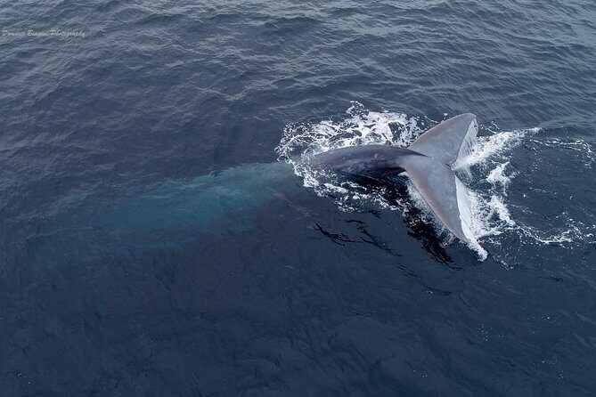 Dolphin and Whale Watching Sunset Cruise - A Mission Bay sunset cruise that mixes scenery and wildlife