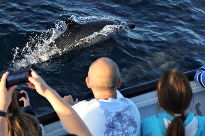 Dolphin and Whale Watching Sunset Cruise - How the cruise search works for whales and dolphins