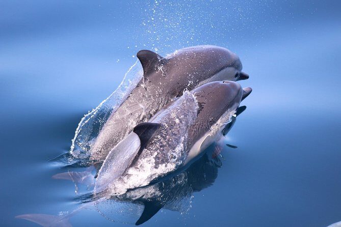 Dolphin and Whale Watching Sunset Cruise - The onboard crew: the difference between a boat ride and a guided experience