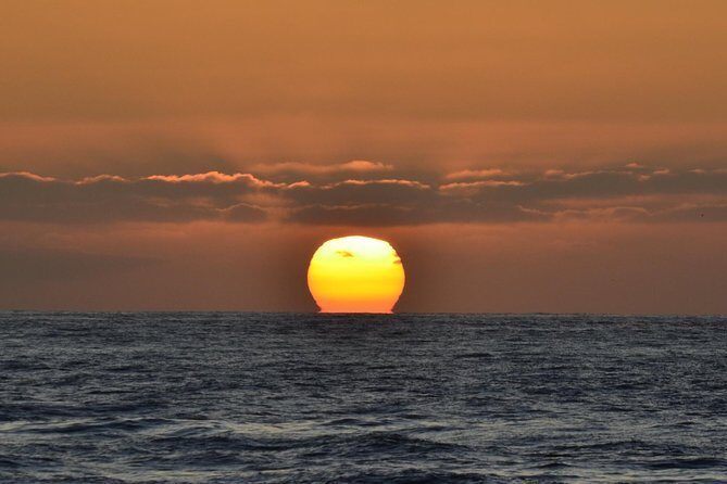 Dolphin and Whale Watching Sunset Cruise - What else you might spot besides whales and dolphins