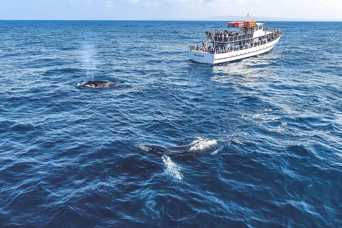 Dolphin and Whale Watching Sunset Cruise - Who this cruise is best for (and who might not love it)