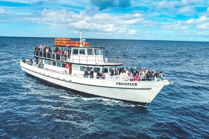 Dolphin and Whale Watching Sunset Cruise - Price and timing: what $71 buys you on the water