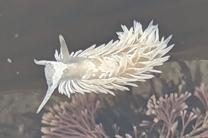 Explore San Diego Tide Pools with a Marine Biologist - The 1-hour rhythm: how the tour typically plays out on the rocks