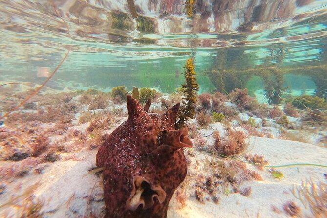 Explore San Diego Tide Pools with a Marine Biologist - Photo album + photo opportunities: take home more than memories