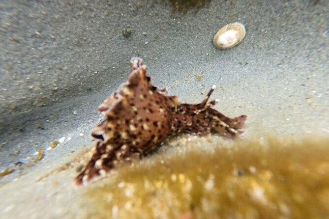 Explore San Diego Tide Pools with a Marine Biologist - Price and value: why $32 can feel like a lot of work… in a good way