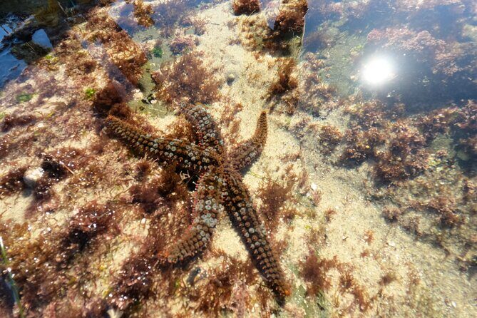 Explore San Diego Tide Pools with a Marine Biologist - Meet SnorkelMatt at 333 Coast S Blvd and get the tide pool rules