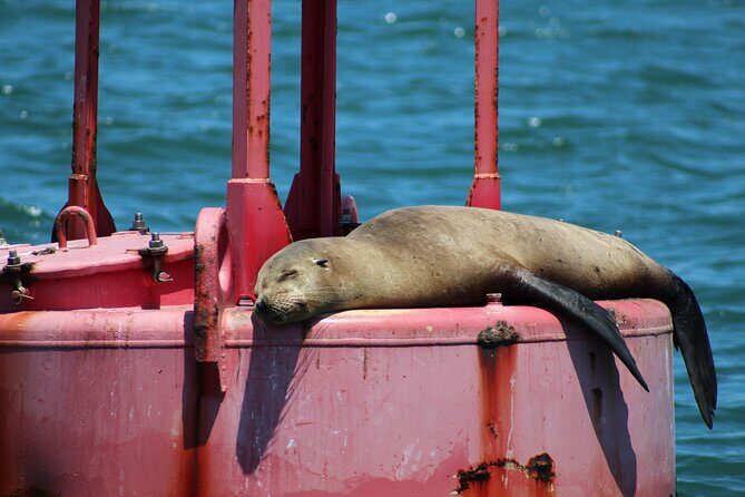 Family Friendly Private Sailing Experience up to 8 Guests - Dolphins, Sea Lions, and the Art of Watching Without Stress