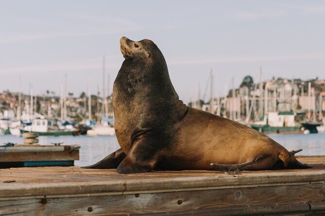 Glow Nightime Pedal Boat Rental in San Diego Bay - Pedaling Reality Check: How Hard Is It, and Who It Fits