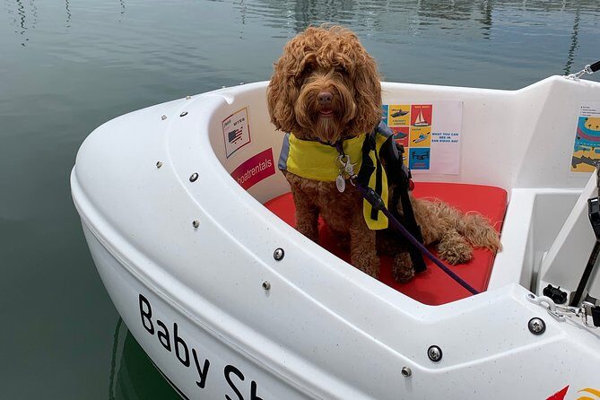Glow Nightime Pedal Boat Rental in San Diego Bay - Dogs on the Water: Life Vests, Pet Fee, and Practical Comfort