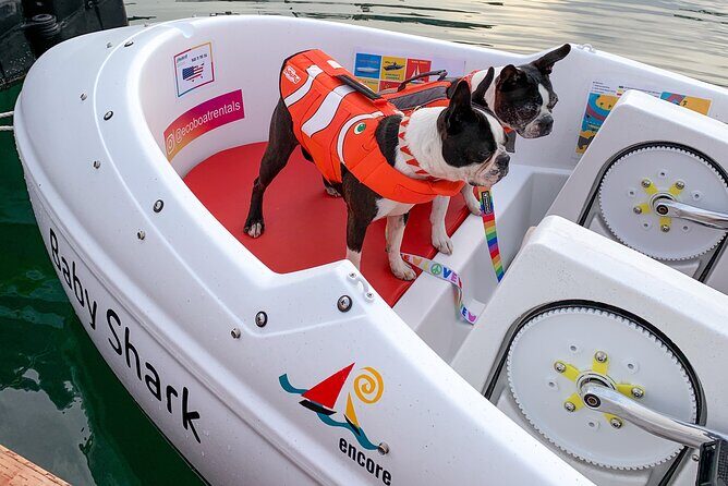 Glow Nightime Pedal Boat Rental in San Diego Bay - Crew Support and Safety: What You Get Before You Go