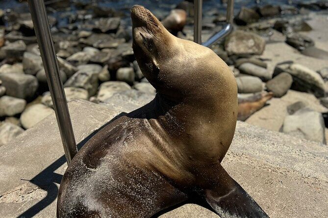 Guided Historic La Jolla Village Walking Tour - Starting Point: Bull Moose Energy Ventures as Your Easy Launch Pad