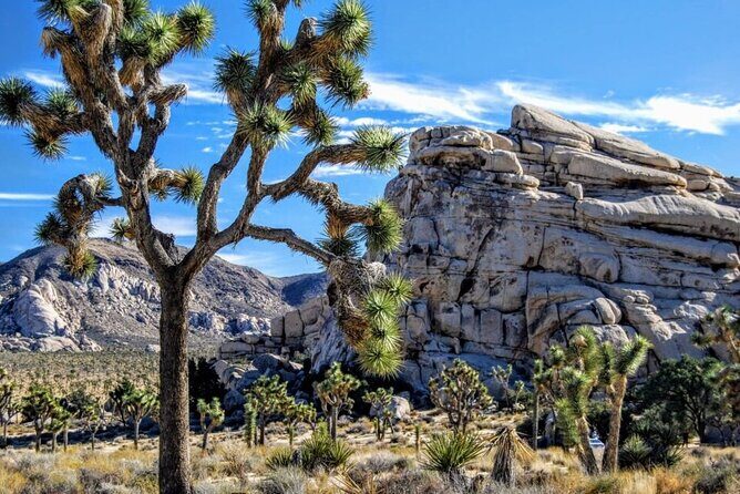 Joshua Tree NP Tour from San Diego (Private) - Key things to know before you go