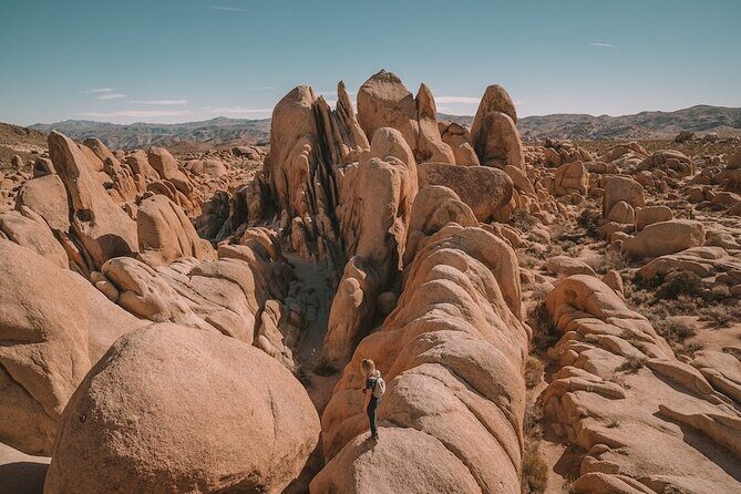 Joshua Tree NP Tour from San Diego (Private) - From San Diego to the desert: what your 10-hour day really means