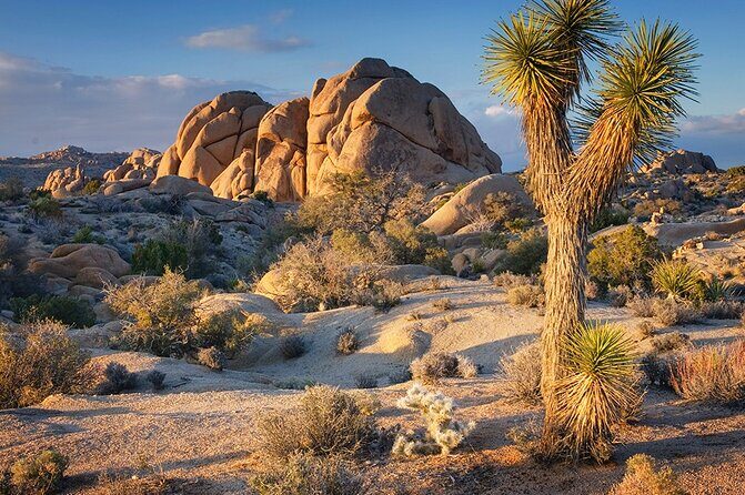 Joshua Tree NP Tour from San Diego (Private) - Wildlife and birdwatching: what you can look for on a short schedule