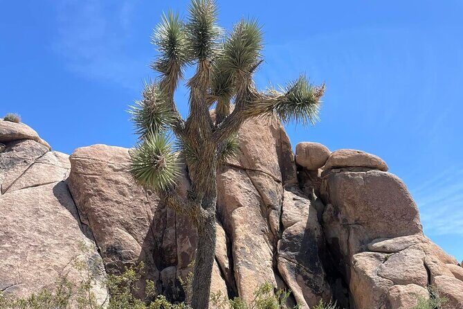 Joshua Tree NP Tour from San Diego (Private) - The hike stop: how to get the right walking level for your group