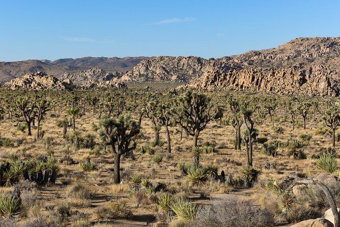 Joshua Tree NP Tour from San Diego (Private) - Price and value at $985 per group (up to 4)