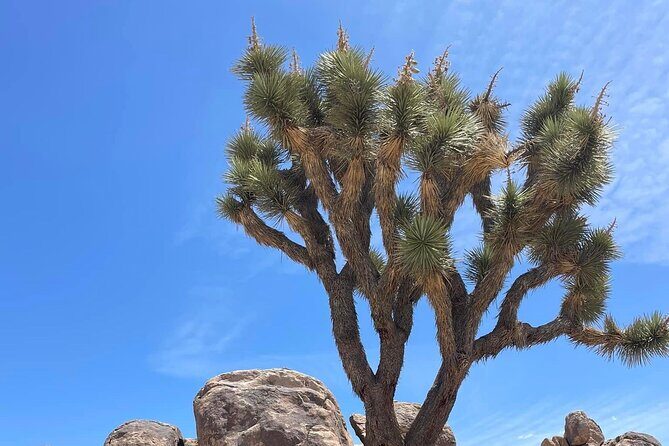 Joshua Tree NP Tour from San Diego (Private) - Should you book this Joshua Tree NP Tour from San Diego?