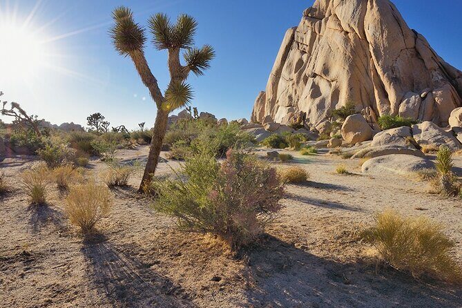 Joshua Tree NP Tour from San Diego (Private) - Entering Joshua Tree: driving through the park and why it’s worth it